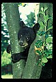 10011-00093-Black Bear Cubs-Ursus americanus.jpg