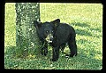 10011-00096-Black Bear Cubs-Ursus americanus.jpg