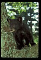 10011-00100-Black Bear Cubs-Ursus americanus.jpg