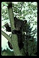 10011-00102-Black Bear Cubs-Ursus americanus.jpg