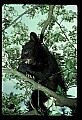 10011-00107-Black Bear Cubs-Ursus americanus.jpg