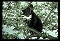 10011-00114-Black Bear Cubs-Ursus americanus.jpg