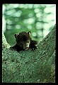 10011-00128-Black Bear Cubs-Ursus americanus.jpg