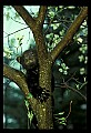10011-00139-Black Bear Cubs-Ursus americanus.jpg