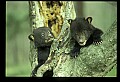 10011-00152-Black Bear Cubs-Ursus americanus.jpg