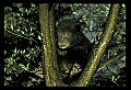10011-00178-Black Bear Cubs-Ursus americanus.jpg