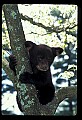 10011-00217-Black Bear Cubs-Ursus americanus.jpg