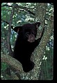 10011-00220-Black Bear Cubs-Ursus americanus.jpg