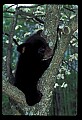 10011-00221-Black Bear Cubs-Ursus americanus.jpg