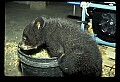 10011-00238-Black Bear Cubs-Ursus americanus.jpg