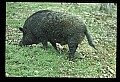 10045-00006-Wild Boar, Sus scrofa.jpg