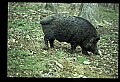 10045-00012-Wild Boar, Sus scrofa.jpg