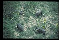 10045-00050-Wild Boar, Sus scrofa.jpg