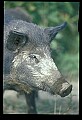 10045-00051-Wild Boar, Sus scrofa.jpg