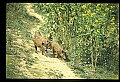10045-00057-Wild Boar, Sus scrofa.jpg