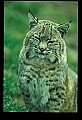 10050-00001-Bobcat, Felis rufus and Lynx, Felis lynx.jpg