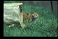 10050-00019-Bobcat, Felis rufus and Lynx, Felis lynx.jpg