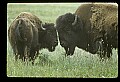 10055-00001-American Bison or Buffalo, Bison bison.jpg