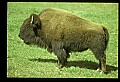 10055-00003-American Bison or Buffalo, Bison bison.jpg