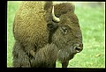 10055-00005-American Bison or Buffalo, Bison bison.jpg