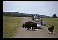 10055-00013-American Bison or Buffalo, Bison bison.jpg