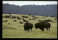 10055-00016-American Bison or Buffalo, Bison bison.jpg