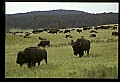 10055-00023-American Bison or Buffalo, Bison bison.jpg