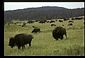 10055-00026-American Bison or Buffalo, Bison bison.jpg