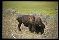 10055-00049-American Bison or Buffalo, Bison bison.jpg
