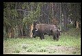 10055-00066-American Bison or Buffalo, Bison bison.jpg