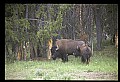 10055-00067-American Bison or Buffalo, Bison bison.jpg