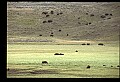 10055-00071-American Bison or Buffalo, Bison bison.jpg