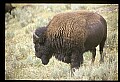 10055-00081-American Bison or Buffalo, Bison bison.jpg