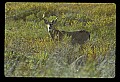 10065-00011-Whitetail Deer.jpg
