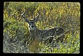 10065-00017-Whitetail Deer.jpg