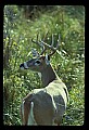 10065-00033-Whitetail Deer.jpg