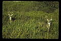 10065-00041-Whitetail Deer.jpg