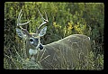 10065-00053-Whitetail Deer.jpg