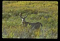 10065-00059-Whitetail Deer.jpg