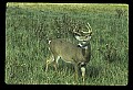 10065-00078-Whitetail Deer.jpg