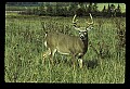 10065-00085-Whitetail Deer.jpg