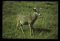 10065-00091-Whitetail Deer.jpg