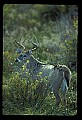 10065-00101-Whitetail Deer.jpg