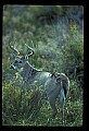 10065-00102-Whitetail Deer.jpg