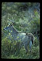 10065-00104-Whitetail Deer.jpg