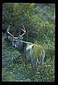 10065-00105-Whitetail Deer.jpg