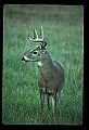 10065-00108-Whitetail Deer.jpg