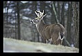 10065-00117-Whitetail Deer.jpg