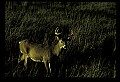10065-00119-Whitetail Deer.jpg