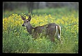 10065-00123-Whitetail Deer.jpg